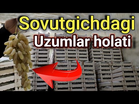 Видео: Oltiariqda Sovutgichlarida  Tonnalab saqlanayotgan UZUMLAR. (холодильник)