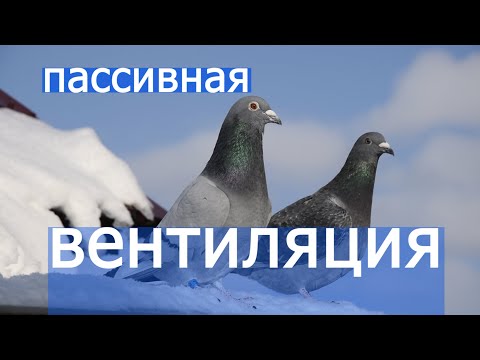 Видео: ДАЙТЕ ГОЛУБЮ ДЫШАТЬ, ВЕТИЛЯЦИЯ И СЫРОСТЬ.УСТРОЙСТВО пассивной вентиляции в питомнике для голубей.