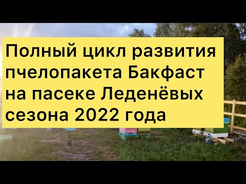 Видео: Полный цикл развития пчелопакета Бакфаст на пасеке Леденёвых сезона 2022 года