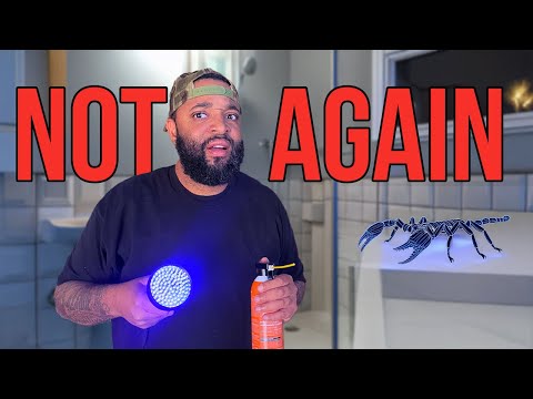 Видео: СНОВА НЕТ - Скорпионы 🦂 в душе