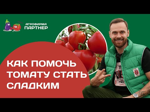 Видео: Как помочь томату стать сладким | 7 простых правил #огород #томаты