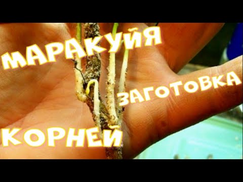 Видео: МАРАКУЙЯ (пассифлора инкарнатная) заготовка корней.