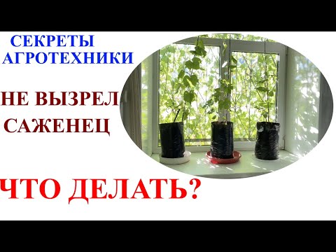 Видео: Как сохранить зимой невызревший саженец винограда? Сделай это сейчас!