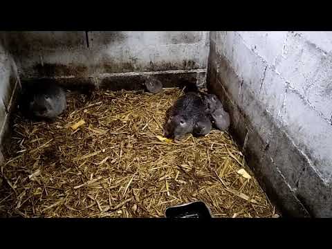 Видео: Сколько щенков нутрий мы получили?