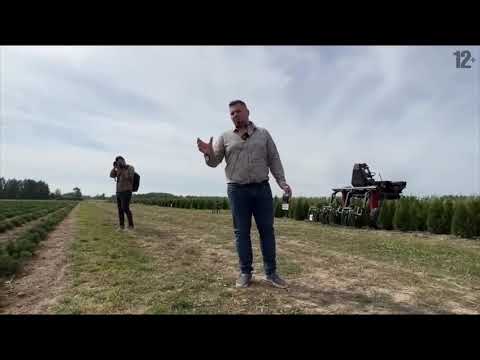 Видео: Питомник туй Ирины Любченко глазами ландшафтного архитектора Марии Кордубаевой.