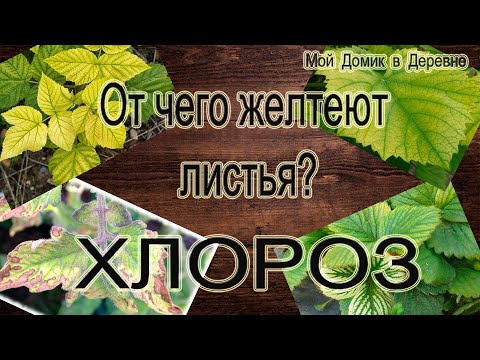 Видео: ОТ ЧЕГО ЖЕЛТЕЮТ ЛИСТЬЯ ? ХЛОРОЗ !!!! КАК ПОНЯТЬ ЧЕГО НЕ ХВАТАЕТ ? КАК ЛЕЧИТЬ?
