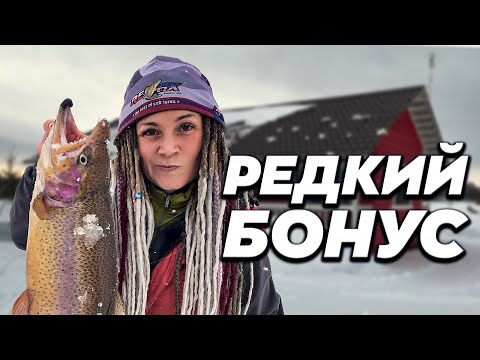 Видео: Рыба - сильная, икра - красная. Ловля форели зимой на балансир. Фишпарк Тюмень. Рыбалка 2022