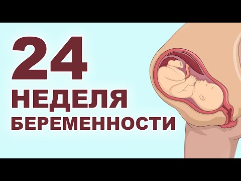 Видео: Что происходит с мамой и ребенком на 24 неделе беременности? 6 месяц беременности. Второй триместр.