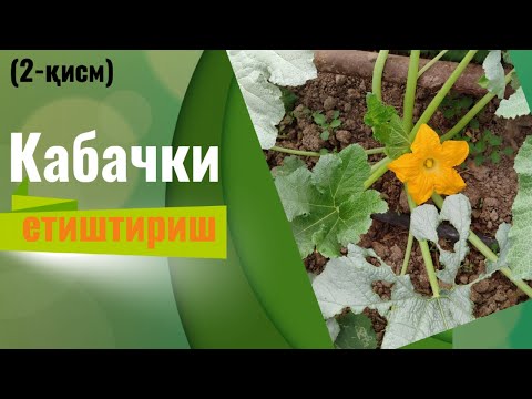 Видео: Кабачки етиштириш (2-қисм)