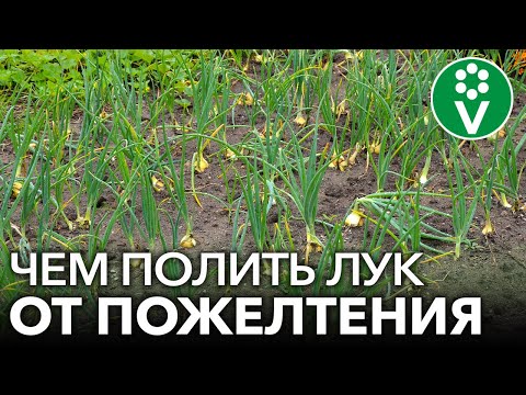 Видео: ЖЕЛТЕЕТ ПЕРО ЛУКА? ИСПРАВЬТЕ ВСЕ В МОМЕНТ!