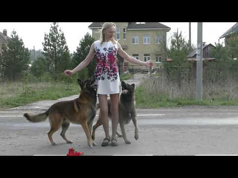 Видео: С праздником Великой Победы! Танцы с собаками