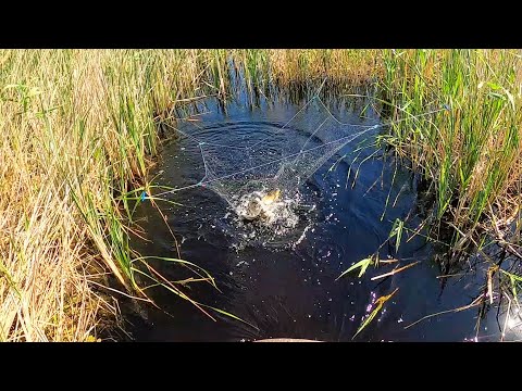 Видео: ПРИВЯЗАЛ КАМЕРУ К ПАУКУ И ПОНЕСЛОСЬ!!! ШАЙТАН-ТРУБА СНОВА РАЗДАЁТ! МАТЁРЫЕ КАРАСИ НА ПАУК-ПОДЪЁМНИК