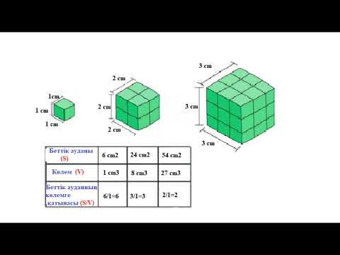 Видео: 10_класс_Биология_Зертханалық жұмыс «Жасушаның беттік аудан мөлшерінің көлемге қатынасын анықтау».