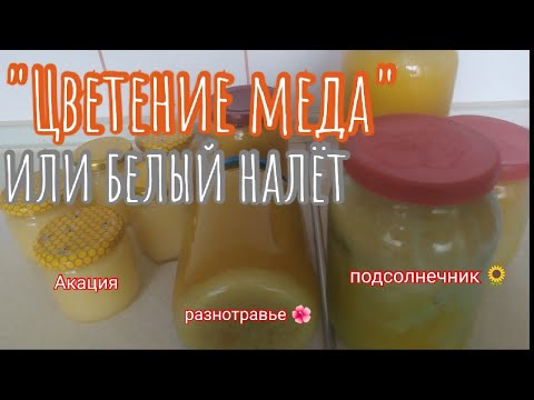 Видео: Белая пена или "Цветение" меда. Хорошо это или плохо. Мед 2018г.