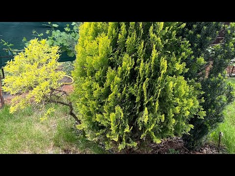 Видео: Догляд та розмноження незвичайних, вічнозелених, рідкісних, невибагливих кущів , рослин.