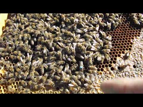 Видео: Как сделать стойкий маркер для метки маток.