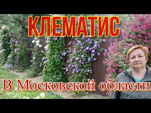 Видео: Клематис в Московской области. Июль 2022 год.