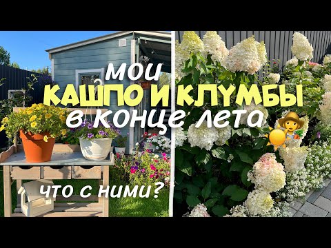 Видео: КАШПО И КЛУМБЫ В КОНЦЕ ЛЕТА / ЧТО С НИМИ СТАЛО😨