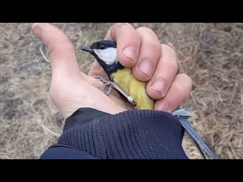 Видео: Орнотологическая сеть как правильно вынимать птицу ?
