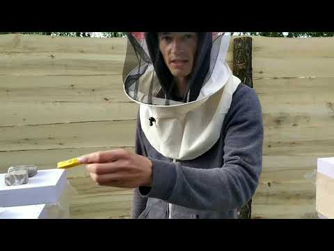Видео: Как заселить рой чтобы он не улетел?  Два способа заселения