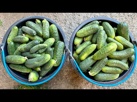 Видео: Обзор по Огурцам сорт Prolix