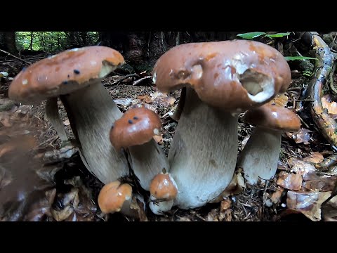 Видео: Ми по булочки Білі Гриби в гори Карпати