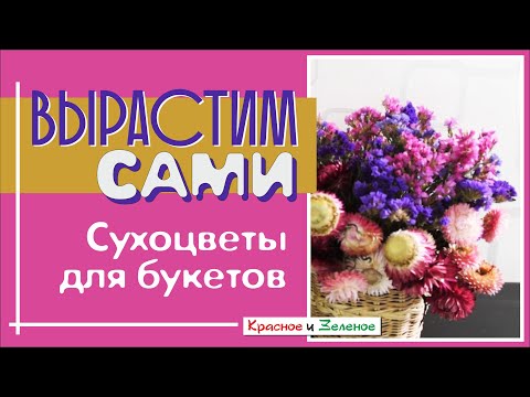 Видео: Эти сухоцветы просто вырастить! Красивые букеты для домашнего интерьера