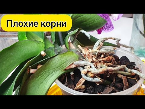 Видео: РЕАНИМАЦИЯ орхидеи с ПЛОХИМИ КОРНЯМИ // Пересадка орхидеи