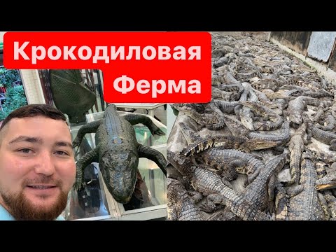 Видео: Самая большая Крокодиловая ферма в мире. Вьетнам Изделия из кожи крокодила Crocodile farm in Vietnam