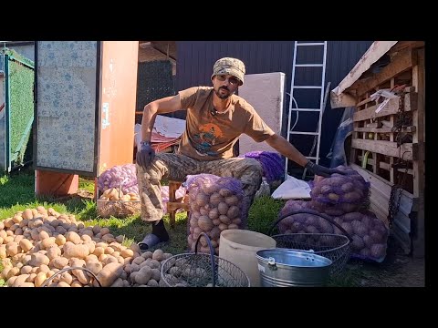 Видео: Цей сорт🥔🥔 картоплі найсмачніший🔥Цей сорт мене шокував,Залишаєм на посадку‼️ФГ Маланка🥔🥔