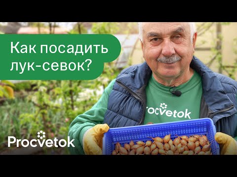 Видео: СДЕЛАЙТЕ ЭТО ПРИ ПОСАДКЕ ЛУКА-СЕВКА ВЕСНОЙ для большого урожая крупных луковиц!