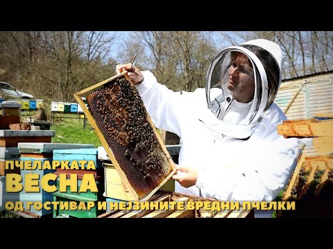 Видео: Пчеларката Весна од Гостивар и нејзините вредни пчелки