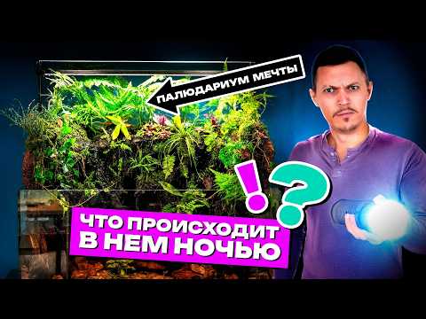 Видео: Это не просто аквариум с сушей — палюдариум с мхами, освещением, охлаждением и ночными секретами!