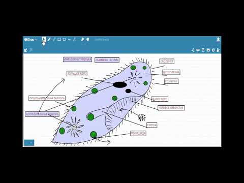 Видео: Инфузория туфелька строение