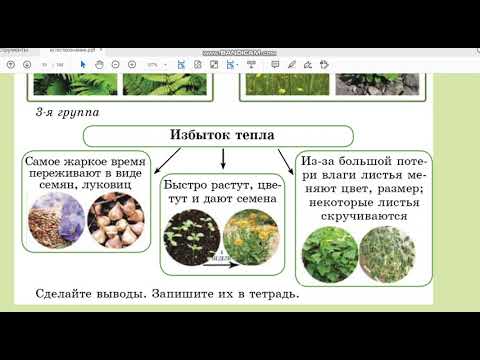 Видео: Урок 6. Как растения приспособлены к условиям жизни. Естествознание. 3 класс