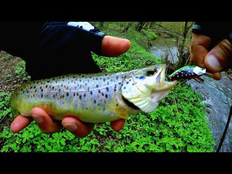 Видео: Рыбалка на дикую форель на реках Кавказа. Много крупной форели на воблеры. #fishing #trout