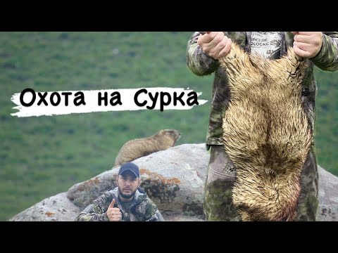 Видео: Охота на Сурка в Охотхозяйстве Каракастек 🏔️🗻🏔️