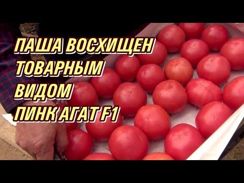 Видео: Розовый томат ПИНК АГАТ F1.  Паша восхищен товарным видом помидора