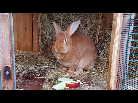 Видео: ОСМОТР ГНЁЗД  КРОЛЬЧИХ НА 8 ДЕНЬ ПОСЛЕ ОКРОЛА🐰СОДЕРЖАНИЕ КРОЛИКОВ🐇