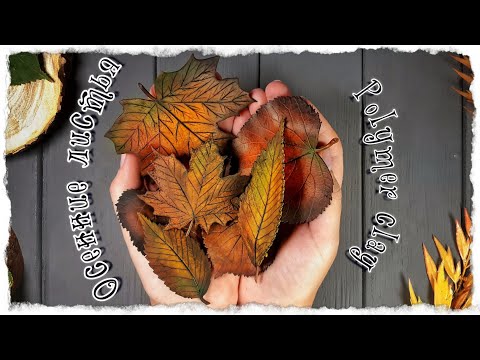 Видео: Осенние листья из полимерной глины / мастеркласс лепки