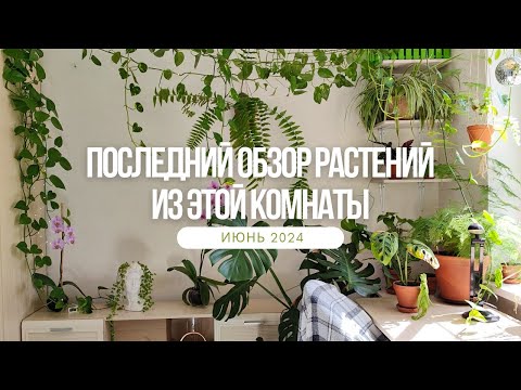 Видео: ЦВЕТОЧНЫЙ ВЛОГ: последний обзор растений из этой комнаты перед переездом. июнь 2024