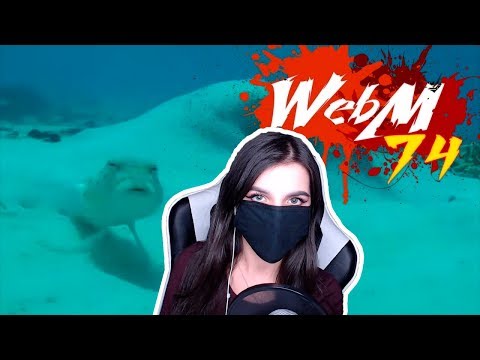 Видео: TenderlyBae смотрит: Dank WebM Compilation #74