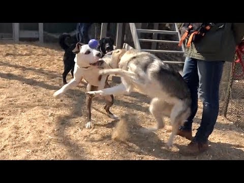Видео: Когда собаки дерутся, что делать? Выпуск 7.