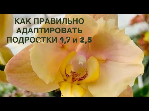 Видео: Новенькие подростки шедевры 🦋 Smoky Pink Peloric,🦋 Карина OX Lottery Prince Peloric 🦋, 329 Peloric