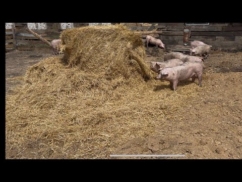 Видео: Запуск ЭКО Фермы 2025