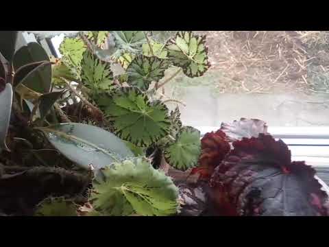 Видео: Уничтожение трипсов без химии