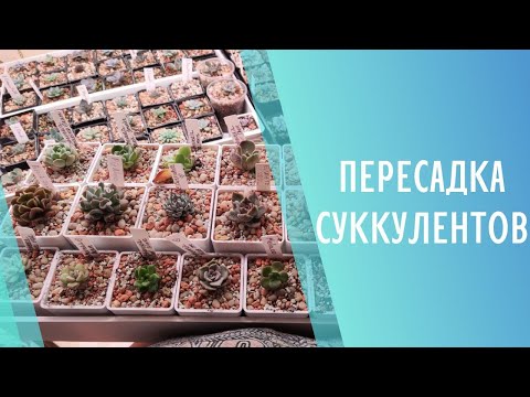 Видео: Пересадка суккулентов. Новый дом для кристатной Echeveria Exotic 💜 Sweet Succulents