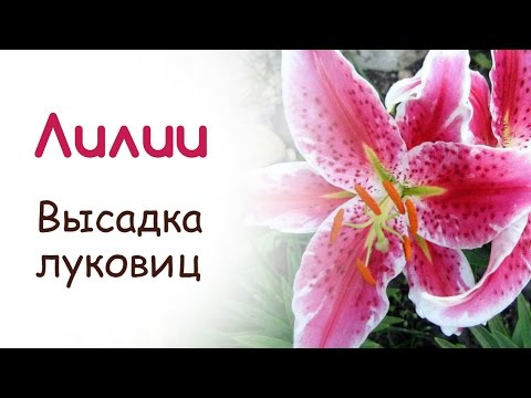 Видео: Весенняя высадка луковиц лилий в открытый грунт