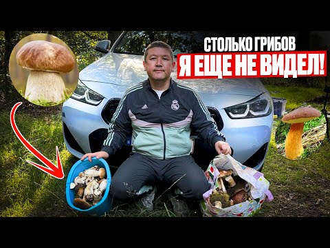 Видео: Собираем грибы во Фландрии (Бельгия) #бельгия #грибы #belgium #отдыхвлесу