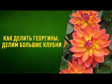 Видео: Как делить георгины  Делим большие клубни